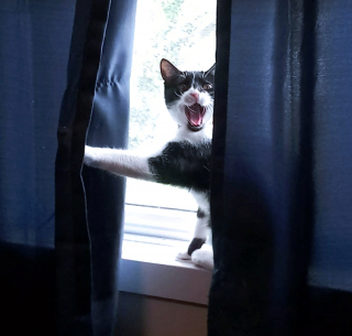 Illustration de l'article : 16 photos drôles et touchantes d'animaux surpris en pleine folie