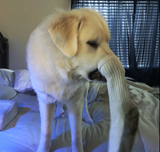 Illustration de l'article : 16 photos drôles et touchantes d'animaux surpris en pleine folie