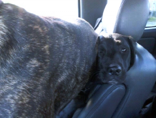 Illustration de l'article : 16 photos drôles et touchantes d'animaux surpris en pleine folie