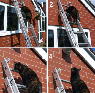 Illustration de l'article : 16 photos drôles et touchantes d'animaux surpris en pleine folie