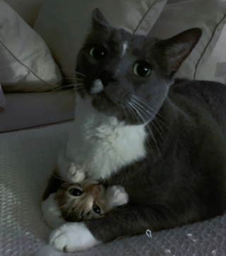 Illustration de l'article : 16 photos drôles et touchantes d'animaux surpris en pleine folie