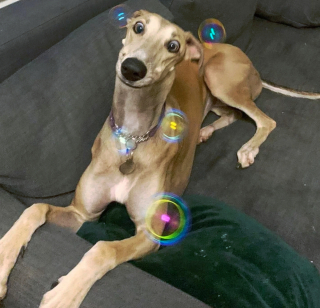 Illustration de l'article : 16 photos drôles et touchantes d'animaux surpris en pleine folie