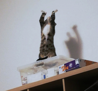 Illustration de l'article : 16 photos drôles et touchantes d'animaux surpris en pleine folie