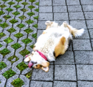 Illustration de l'article : 16 photos drôles et touchantes d'animaux surpris en pleine folie