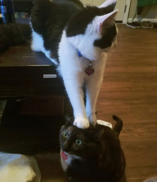 Illustration de l'article : 16 photos drôles et touchantes d'animaux surpris en pleine folie