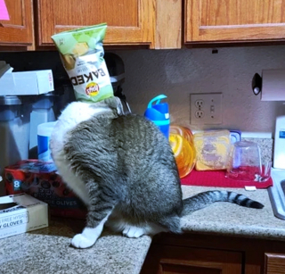 Illustration de l'article : 16 photos drôles et touchantes d'animaux surpris en pleine folie