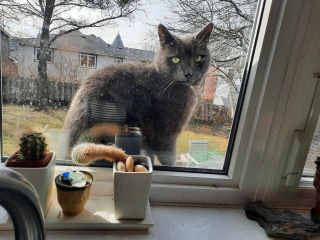 Illustration de l'article : Une femme est très émue en découvrant comment son chat occupe secrètement ses journées