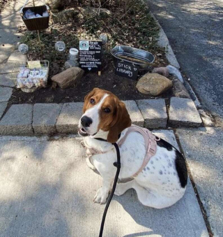 Illustration de l'article : Une femme fait le bonheur des chiens en ouvrant un café original, où friandises et eau fraîche sont à disposition