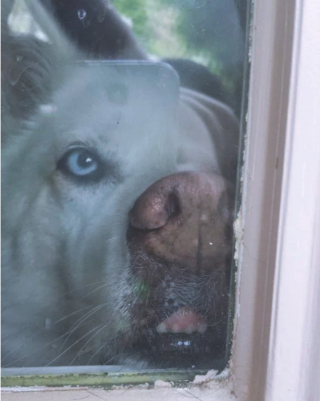 Illustration de l'article : 13 photos drôles de chiens et de chats prises dans leurs moments de dysfonctionnement