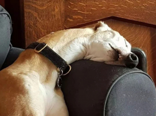 Illustration de l'article : 13 photos drôles de chiens et de chats prises dans leurs moments de dysfonctionnement