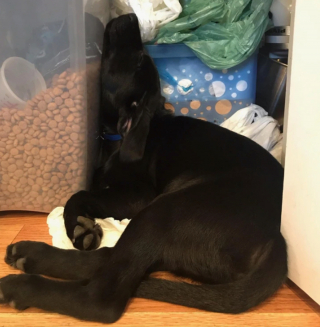 Illustration de l'article : 13 photos drôles de chiens et de chats prises dans leurs moments de dysfonctionnement