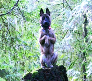 Illustration de l'article : 13 photos drôles de chiens et de chats prises dans leurs moments de dysfonctionnement