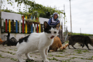 Illustration de l'article : Un havre de paix pour les félins errants : le jardin d'Ayse et sa centaine de protégés (vidéo)