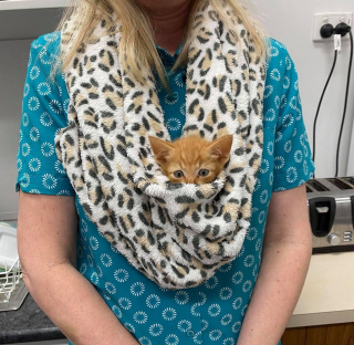 Illustration de l'article : Le parcours de Mufasa, un chaton rescapé des rues en quête d'affection et de sécurité