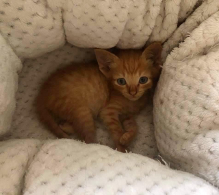 Illustration de l'article : Le parcours de Mufasa, un chaton rescapé des rues en quête d'affection et de sécurité