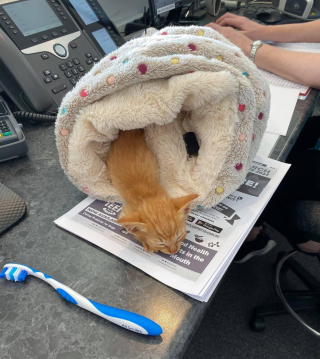 Illustration de l'article : Le parcours de Mufasa, un chaton rescapé des rues en quête d'affection et de sécurité