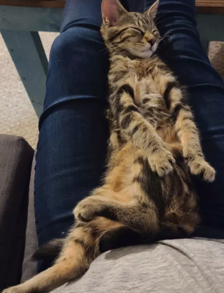 Illustration de l'article : 17 photos de chats qui nous épatent avec leurs talents de danseurs