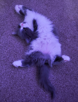 Illustration de l'article : 17 photos de chats qui nous épatent avec leurs talents de danseurs