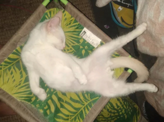 Illustration de l'article : 17 photos de chats qui nous épatent avec leurs talents de danseurs