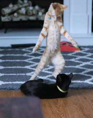 Illustration de l'article : 17 photos de chats qui nous épatent avec leurs talents de danseurs