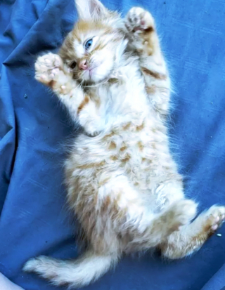 Illustration de l'article : 17 photos de chats qui nous épatent avec leurs talents de danseurs