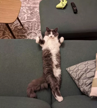 Illustration de l'article : 17 photos de chats qui nous épatent avec leurs talents de danseurs