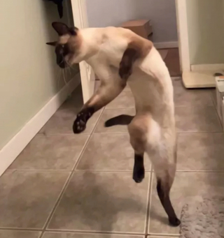 Illustration de l'article : 17 photos de chats qui nous épatent avec leurs talents de danseurs