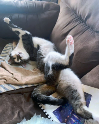 Illustration de l'article : 17 photos de chats qui nous épatent avec leurs talents de danseurs