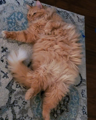 Illustration de l'article : 17 photos de chats qui nous épatent avec leurs talents de danseurs