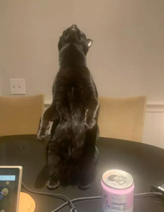 Illustration de l'article : 17 photos de chats qui nous épatent avec leurs talents de danseurs