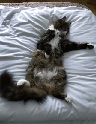 Illustration de l'article : 17 photos de chats qui nous épatent avec leurs talents de danseurs