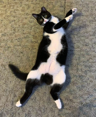 Illustration de l'article : 17 photos de chats qui nous épatent avec leurs talents de danseurs