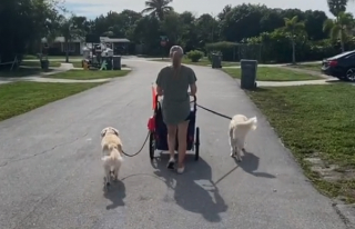 Illustration de l'article : Une maîtresse dévouée offre des balades inoubliables à son Labrador âgé et souffrant (vidéo)