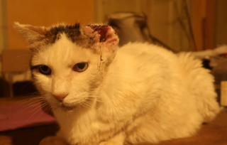 Illustration de l'article : Un chat disparaît pendant 3 ans et rentre chez lui comme si de rien n’était