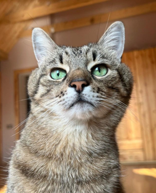 Illustration de l'article : Stepan, le chat star des réseaux sociaux, vient en aide aux animaux ukrainiens touchés par la guerre