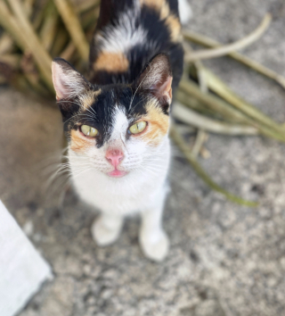 Illustration de l'article : Une chatte errante offre une belle preuve de confiance à celle qui la nourrit chaque jour (vidéo)