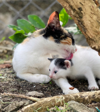 Illustration de l'article : Une chatte errante offre une belle preuve de confiance à celle qui la nourrit chaque jour (vidéo)