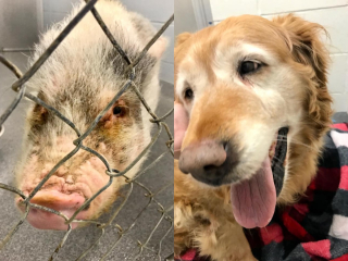 Illustration de l'article : Des caméras de vidéosurveillance capturent un individu en train d’abandonner un chien et un cochon (vidéo)