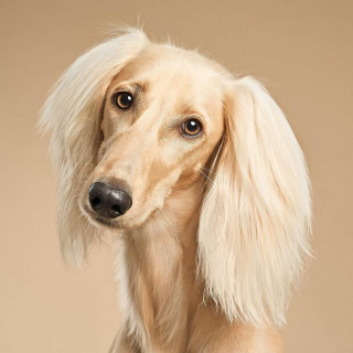 Illustration de l'article : 20 portraits captivants de chiens qui mettent en lumière leur caractère et leur humour