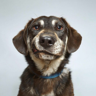 Illustration de l'article : 20 portraits captivants de chiens qui mettent en lumière leur caractère et leur humour