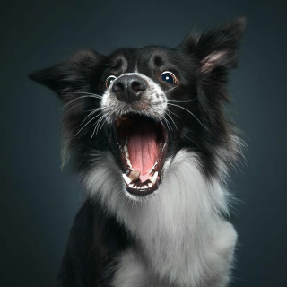 Illustration de l'article : 20 portraits captivants de chiens qui mettent en lumière leur caractère et leur humour