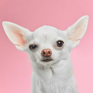Illustration de l'article : 20 portraits captivants de chiens qui mettent en lumière leur caractère et leur humour