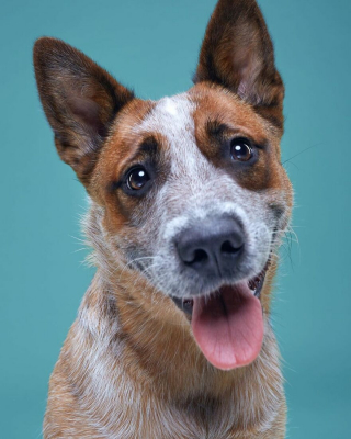 Illustration de l'article : 20 portraits captivants de chiens qui mettent en lumière leur caractère et leur humour