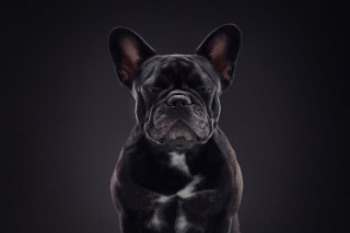 Illustration de l'article : 20 portraits captivants de chiens qui mettent en lumière leur caractère et leur humour