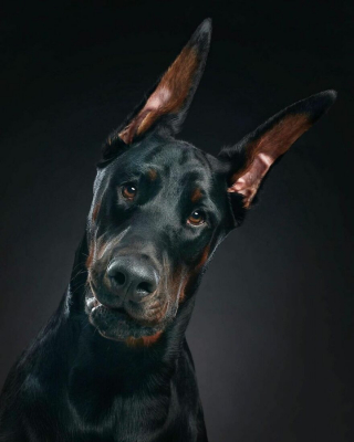Illustration de l'article : 20 portraits captivants de chiens qui mettent en lumière leur caractère et leur humour