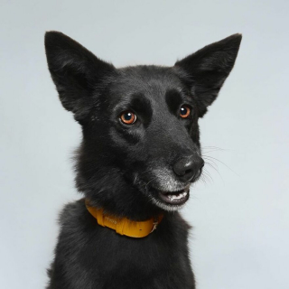 Illustration de l'article : 20 portraits captivants de chiens qui mettent en lumière leur caractère et leur humour