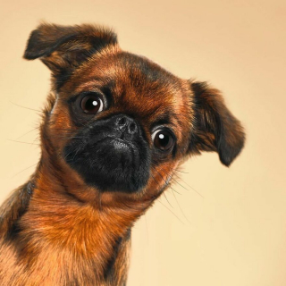 Illustration de l'article : 20 portraits captivants de chiens qui mettent en lumière leur caractère et leur humour