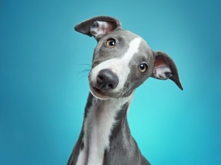 Illustration de l'article : 20 portraits captivants de chiens qui mettent en lumière leur caractère et leur humour