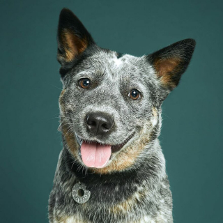 Illustration de l'article : 20 portraits captivants de chiens qui mettent en lumière leur caractère et leur humour