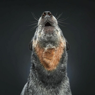 Illustration de l'article : 20 portraits captivants de chiens qui mettent en lumière leur caractère et leur humour